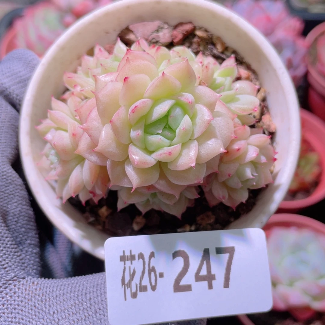 花利美26-247麦秆群