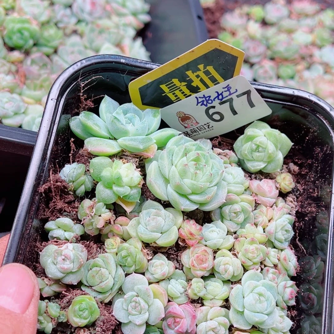 多肉植物多肉植物