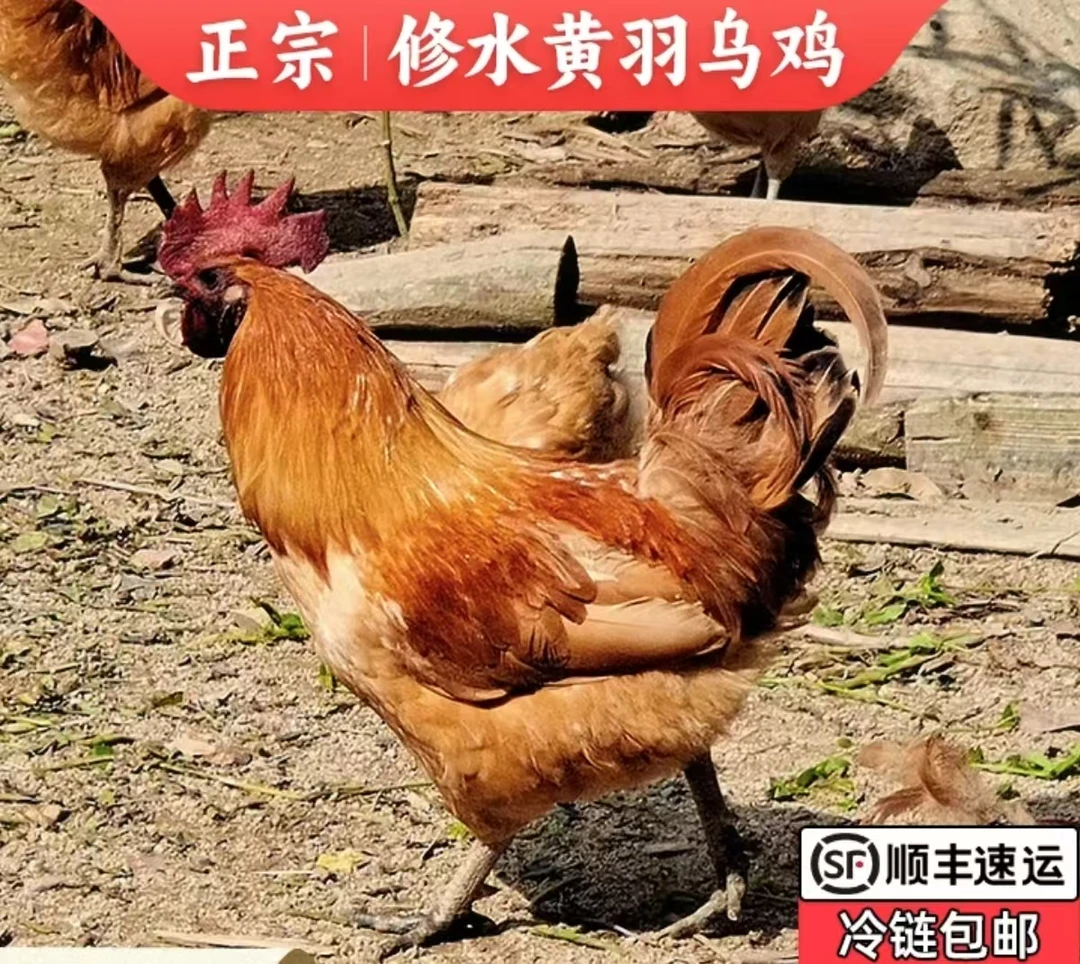 【修水电商卢校长助农】黄坳农户自家散养高山乌鸡