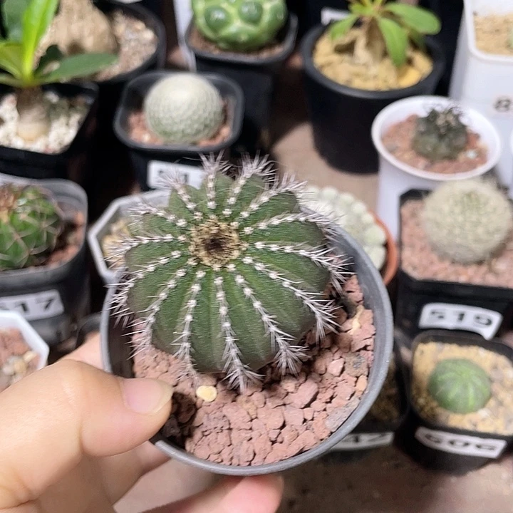 529实生尤伯球仙人球