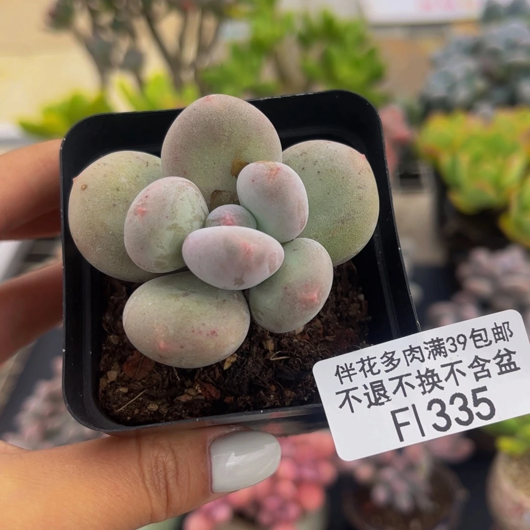 335-蛋黄奶多肉4cm