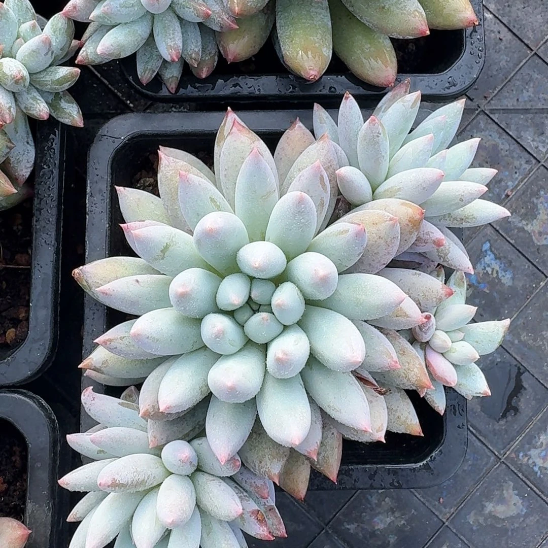 从前慢多肉编号所罗门