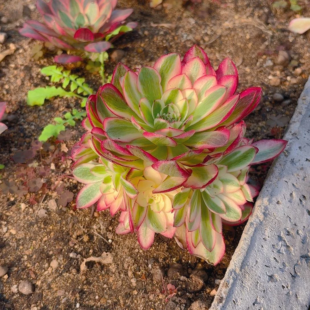 倾城手捧多肉植物