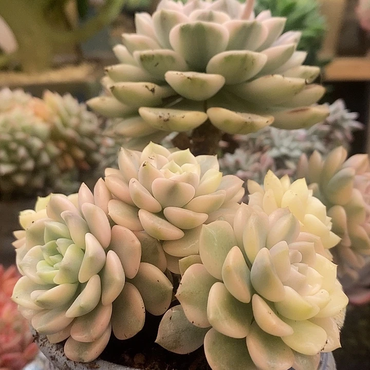 梦***萍多肉植物肉肉植物