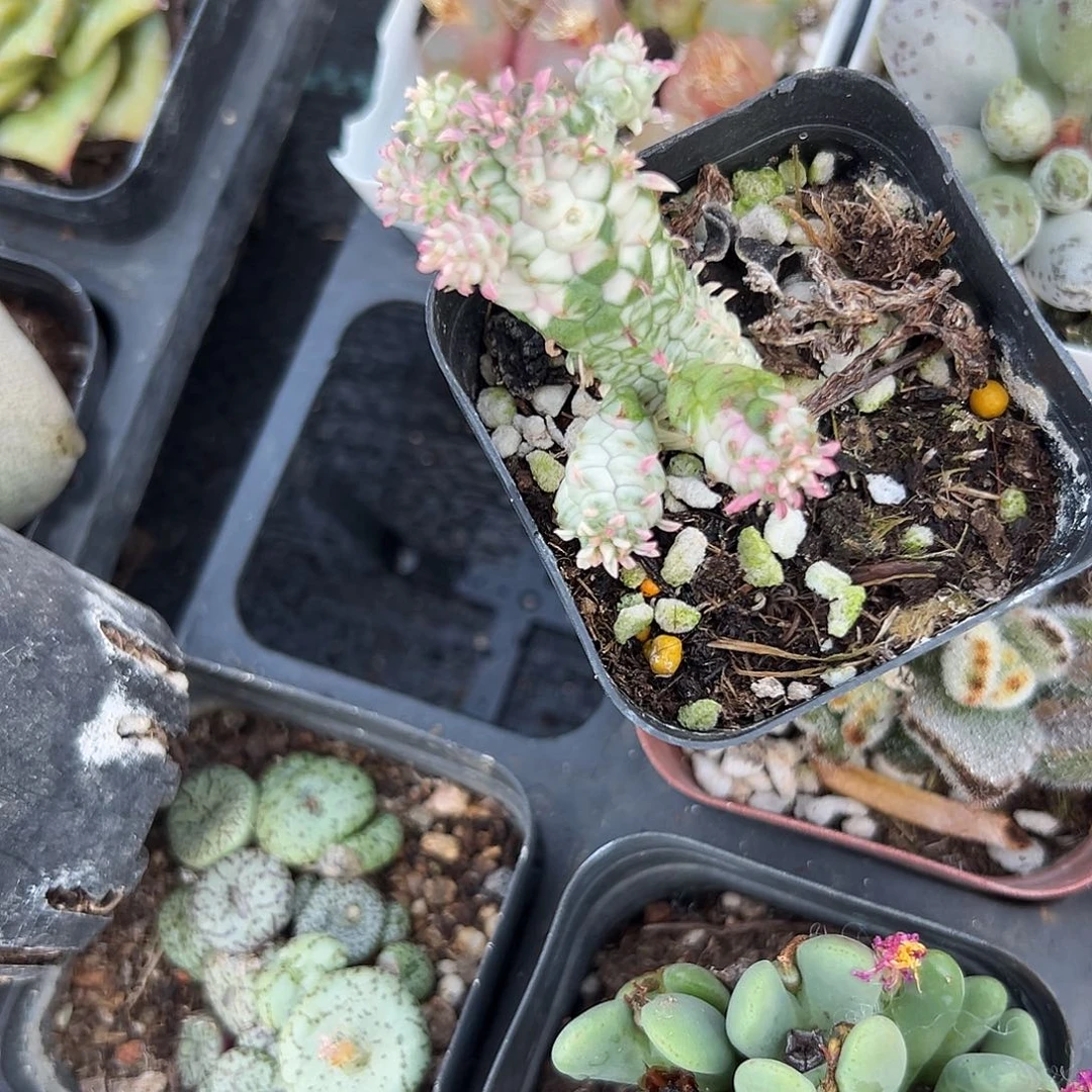 多肉植物白化麒麟锦