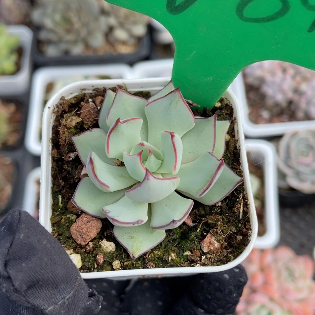 689剑斯诺娃多肉植物保护