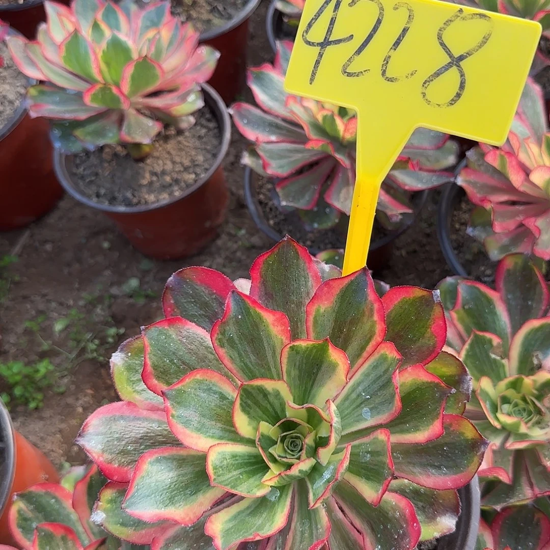 4228--魅影多头多肉