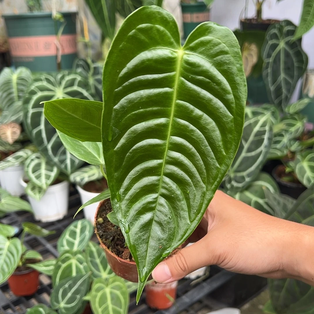 完全开放火鹤王花烛（拍此链接联系主播挑选）