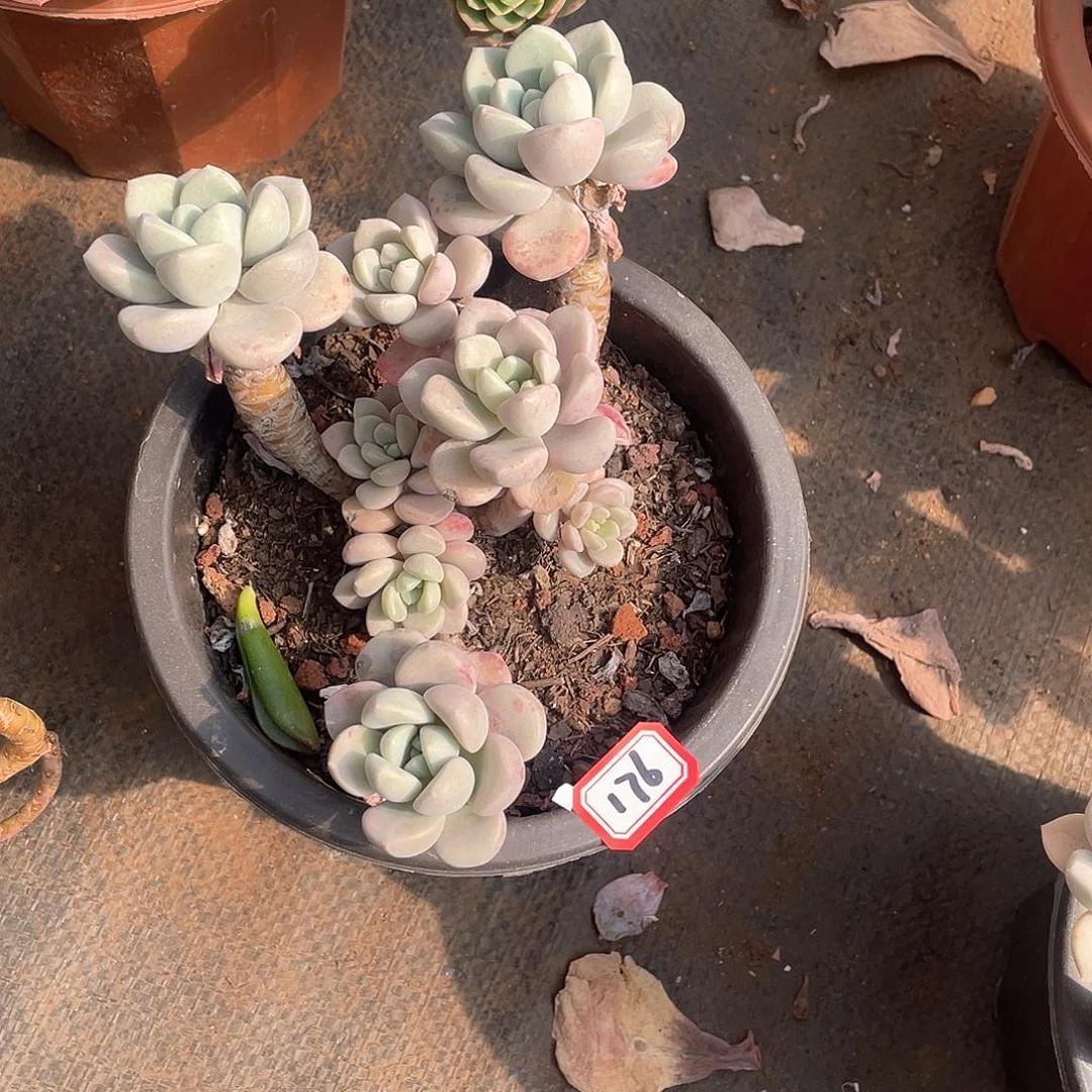 176花瓣鹿 一物一拍多肉