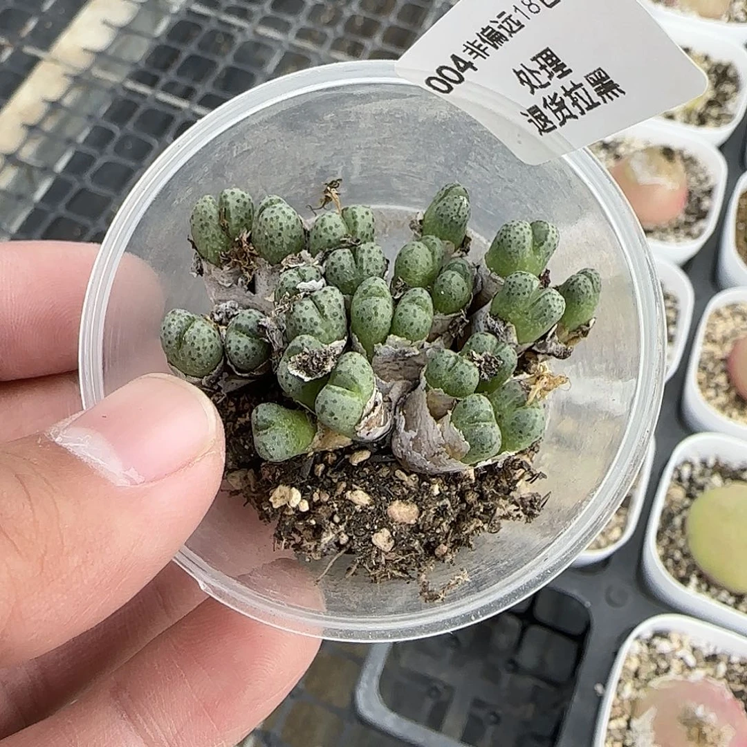 004号，开播福利，18包邮