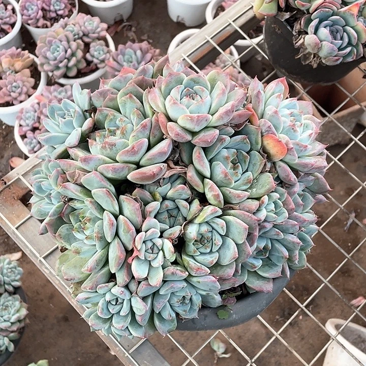叶***玲阿尔巴佳人多肉植物