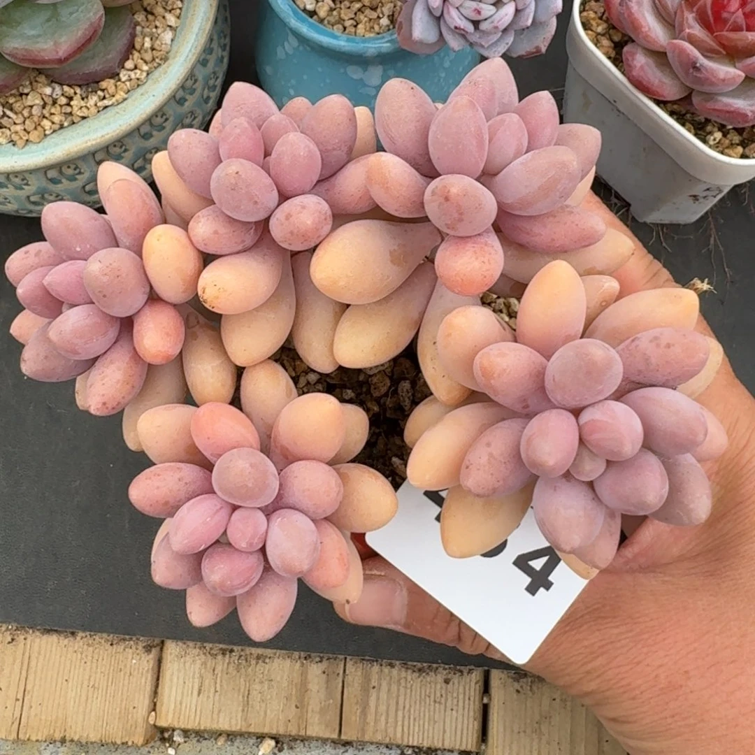 粉色恋人群生      开心笑容难抵抗，积极乐观正能量