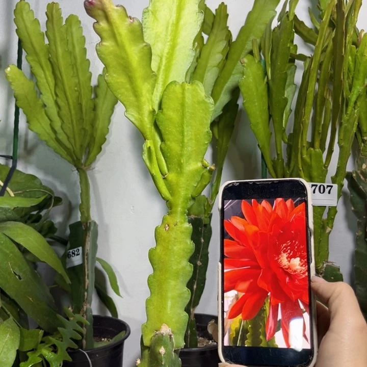 当前无花栽培后可以开花759