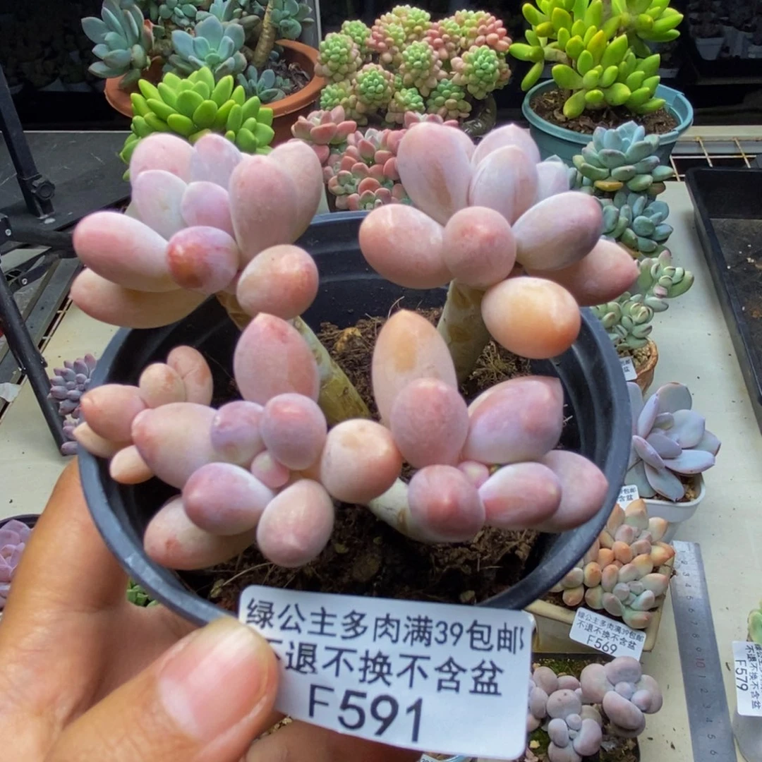 591香水手指奶多肉6c m
