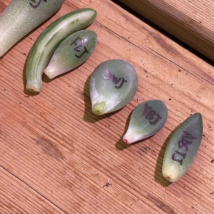花***菜一组美人锦基因多肉
