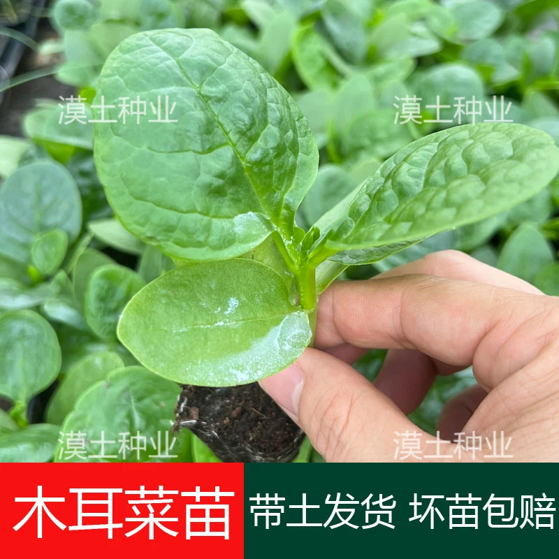 大叶木耳菜秧苗高钙肉厚夏天耐高温四季室外阳台盆栽农田蔬菜苗