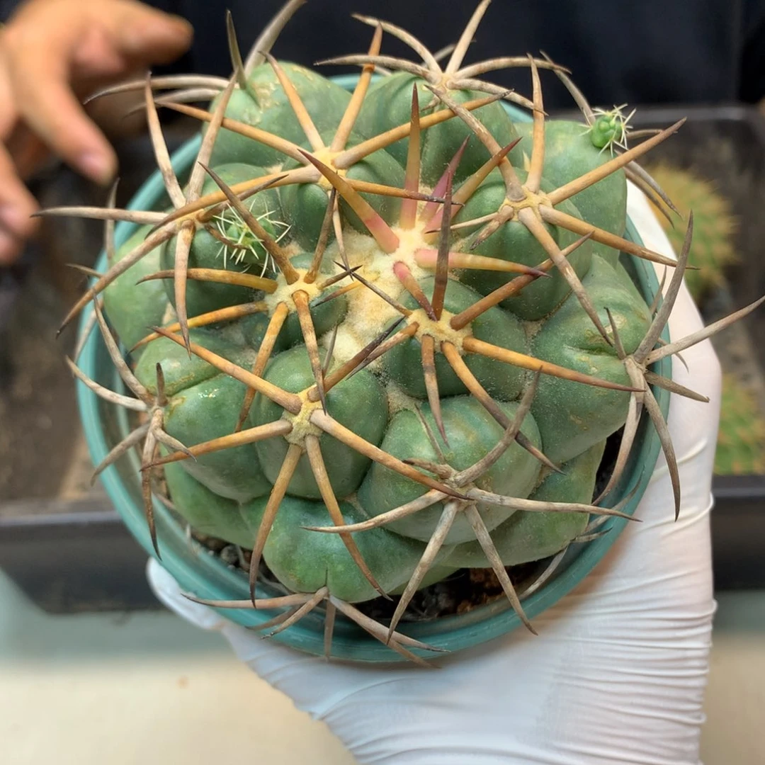19号 自根强刺象牙球体8.8公分