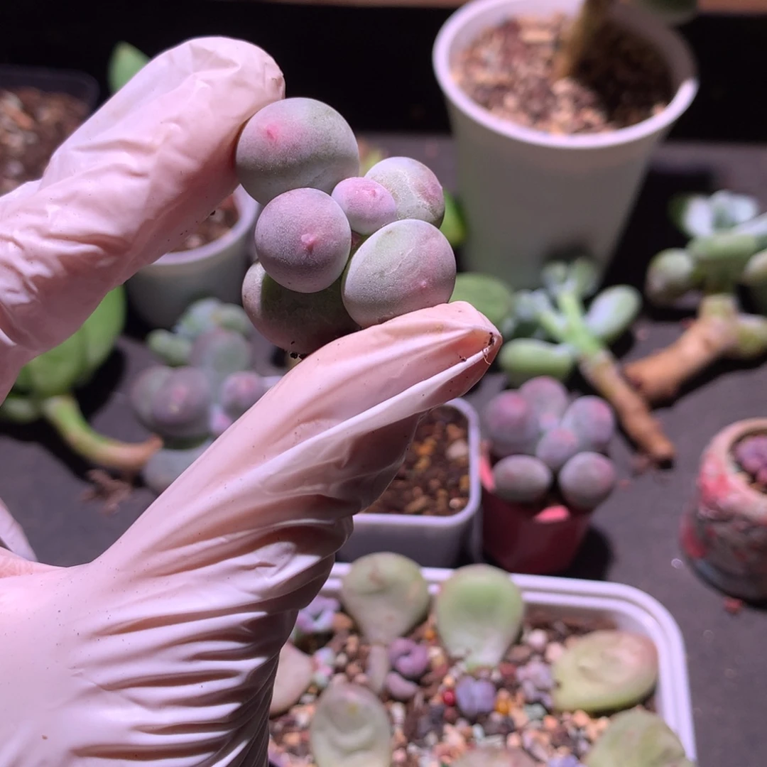 米可奶酪，砍头没有发根