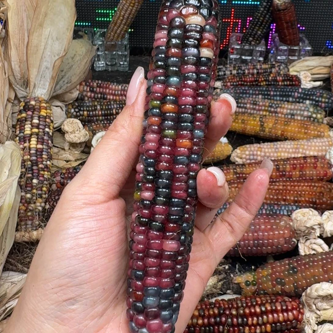 柏香籽/百香籽吊坠?***面