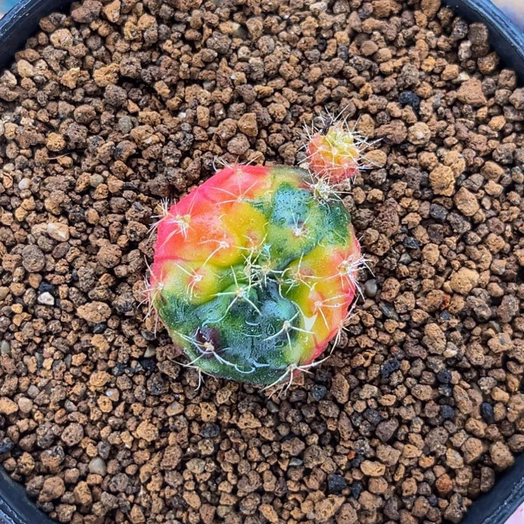 毒苹果 米哈仙人球