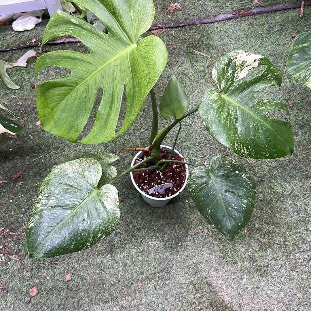 无花朵人**炮C8白怪兽