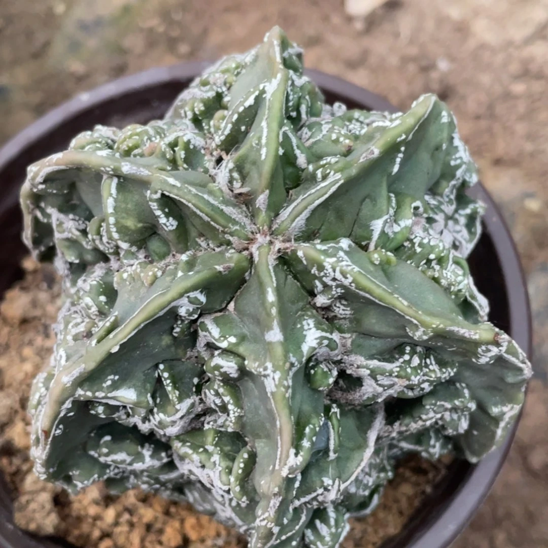 全部花朵自根六棱核桃 仙人球