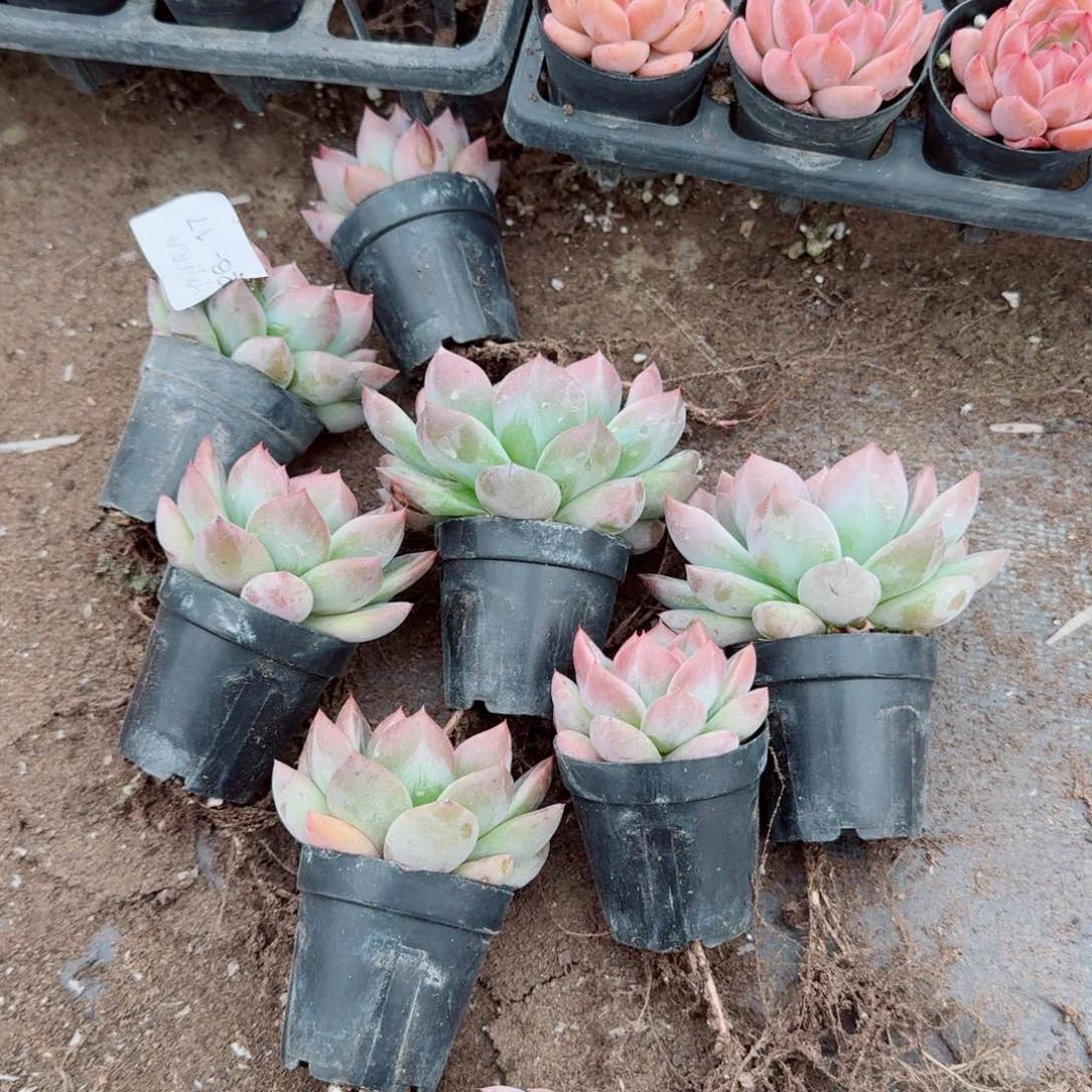 q橙绿菜十棵量拍26-17