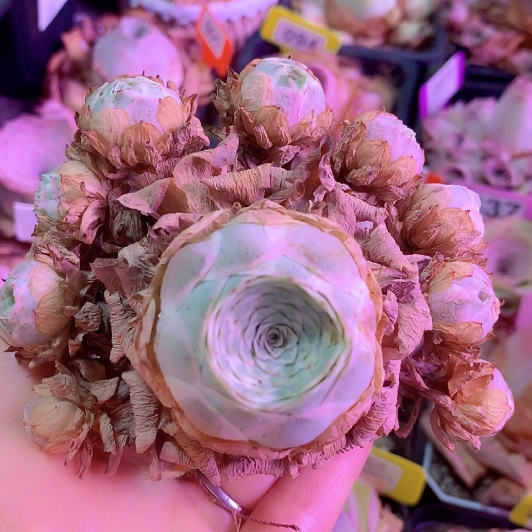 山地玫瑰一物一拍001秋夕
