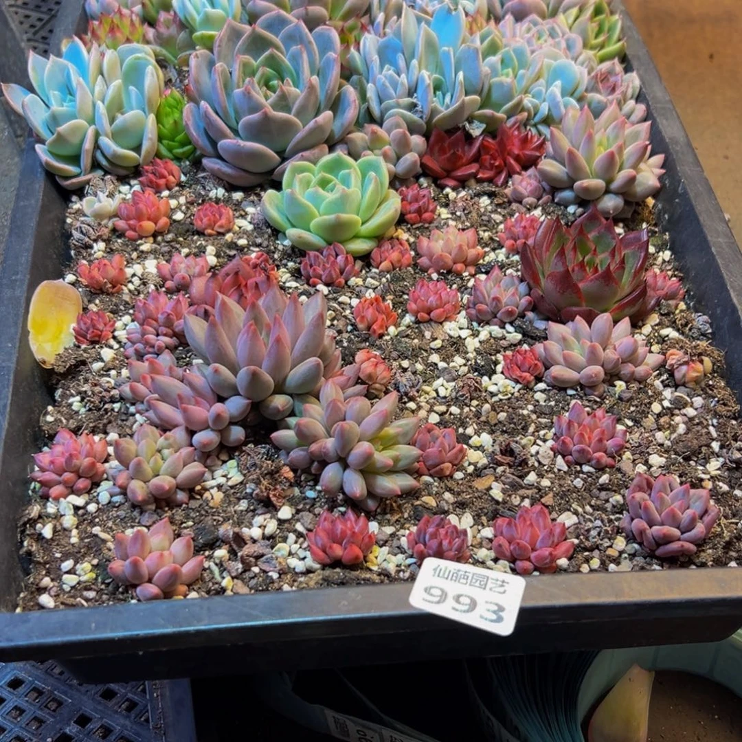 初***舞993大热的一天从早上开始到