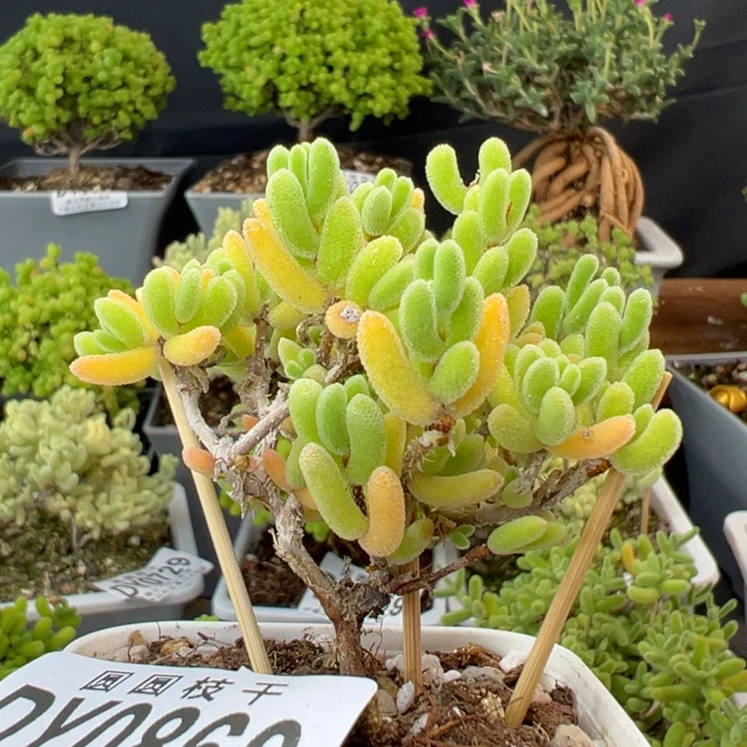 【闪购商品】dy0860荔枝糯米糍冠幅6cm
