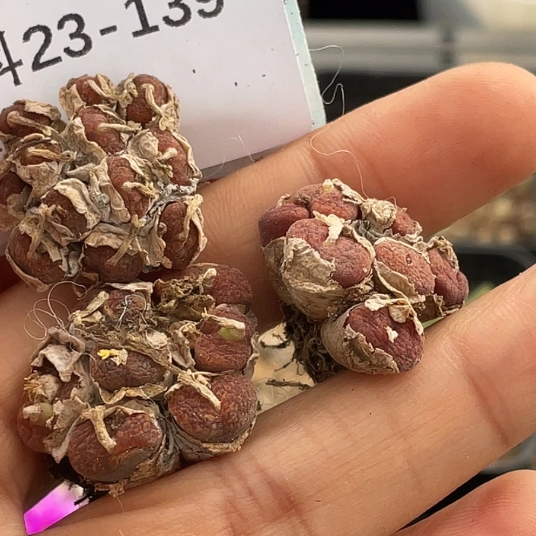 是***～23-139肉锥多肉植物