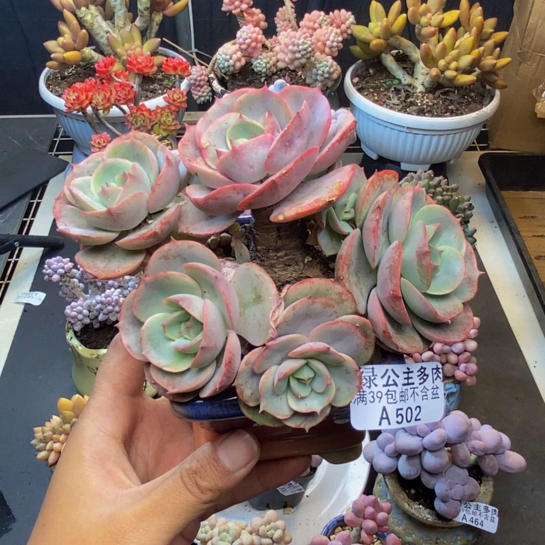 502蓝色苍露多肉有断枝
