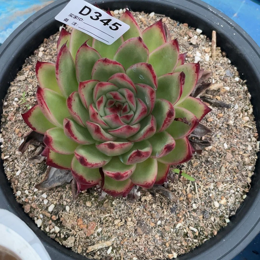 若如东云单拍D345