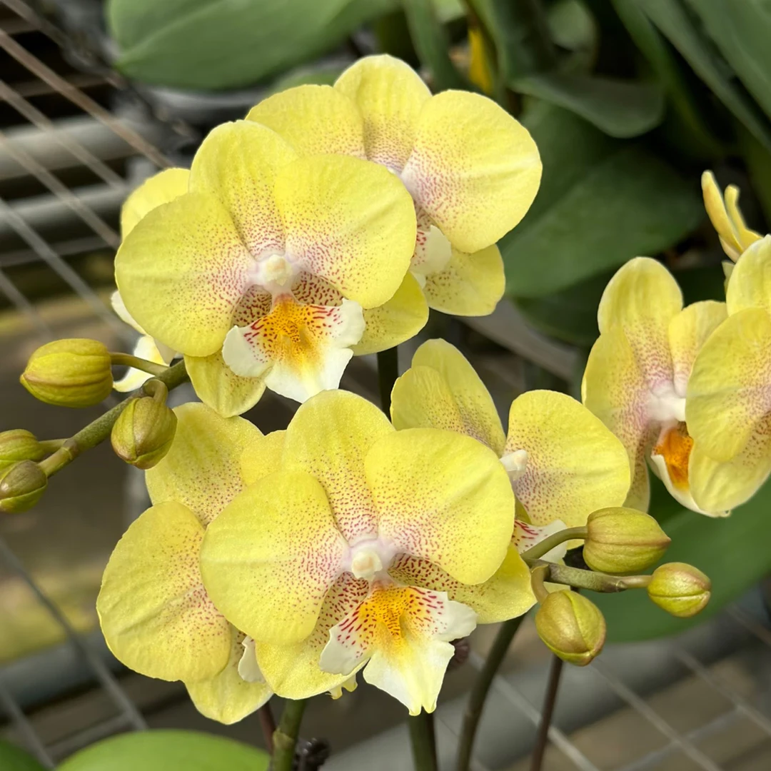 蝴蝶兰（爆米花）带花带苞