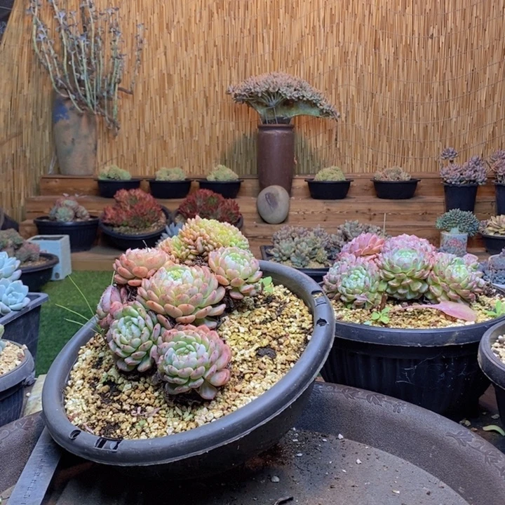 北***妞625号白胖子多肉植物