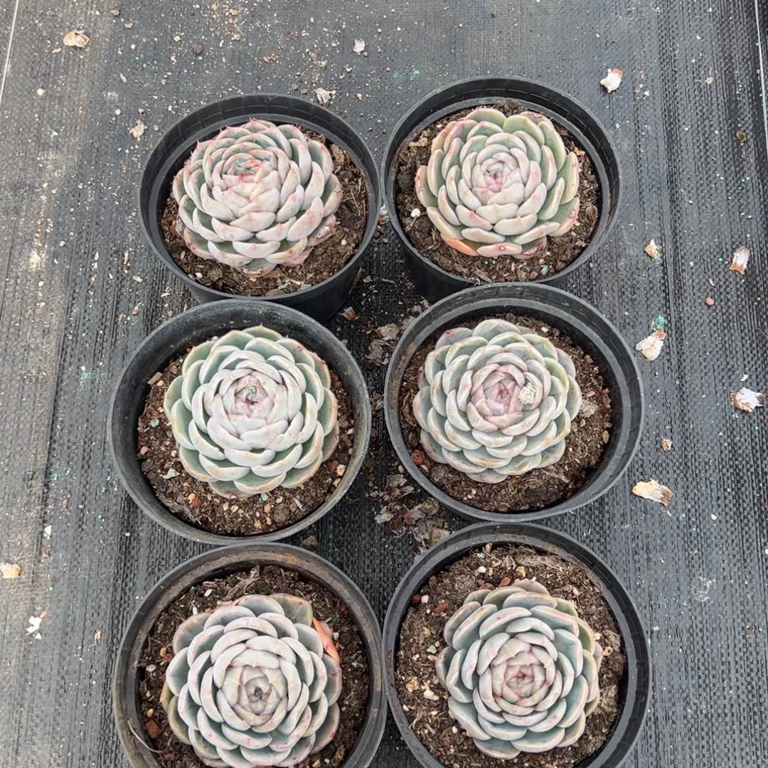 惊鸿贝贝，图中任意一颗，尺寸8+