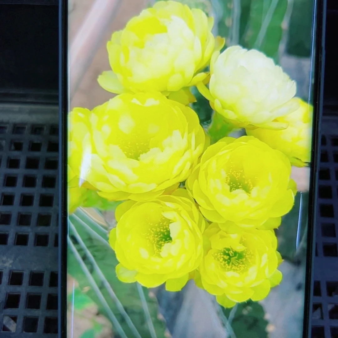 下43丽花黄水晶歪无根侧芽2公分左右20包邮