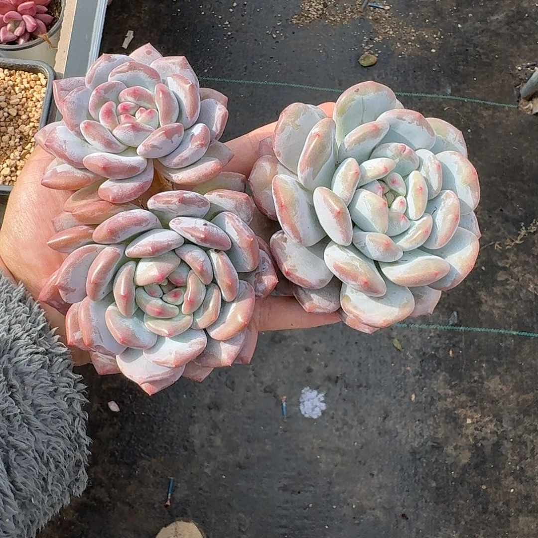 香橙 2颗 一物一拍