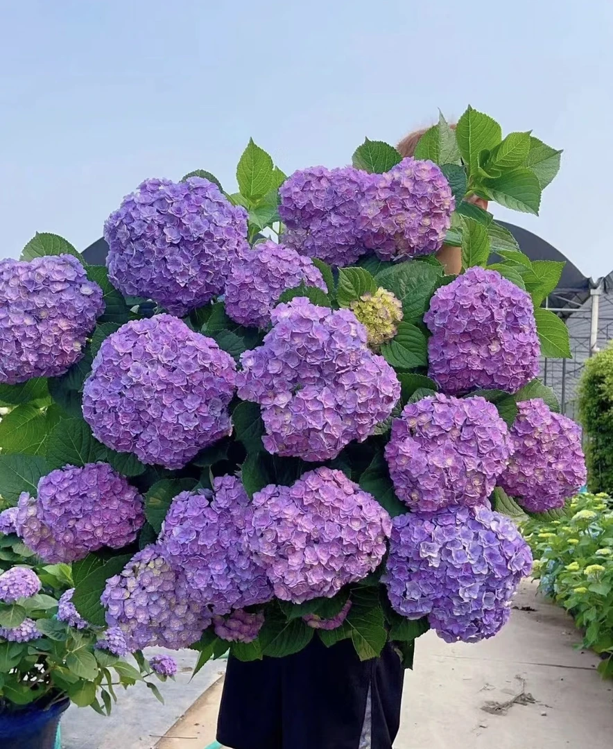 【太阳神殿】重瓣大花绣球，直立性好，不倒伏，纯露天苗发货