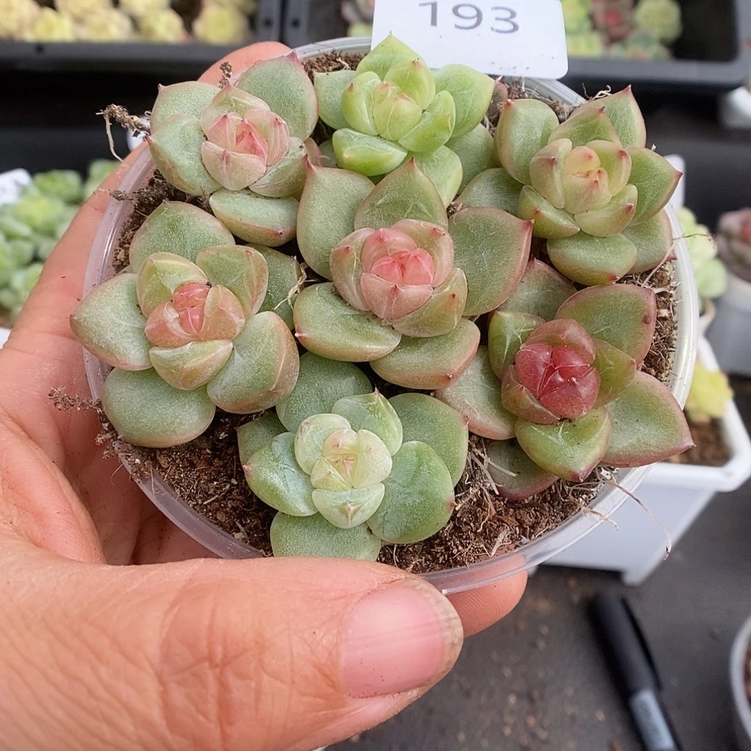 一物一拍一物一拍925-193