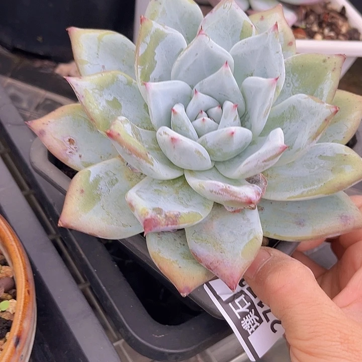 祖母绿27172多肉植物