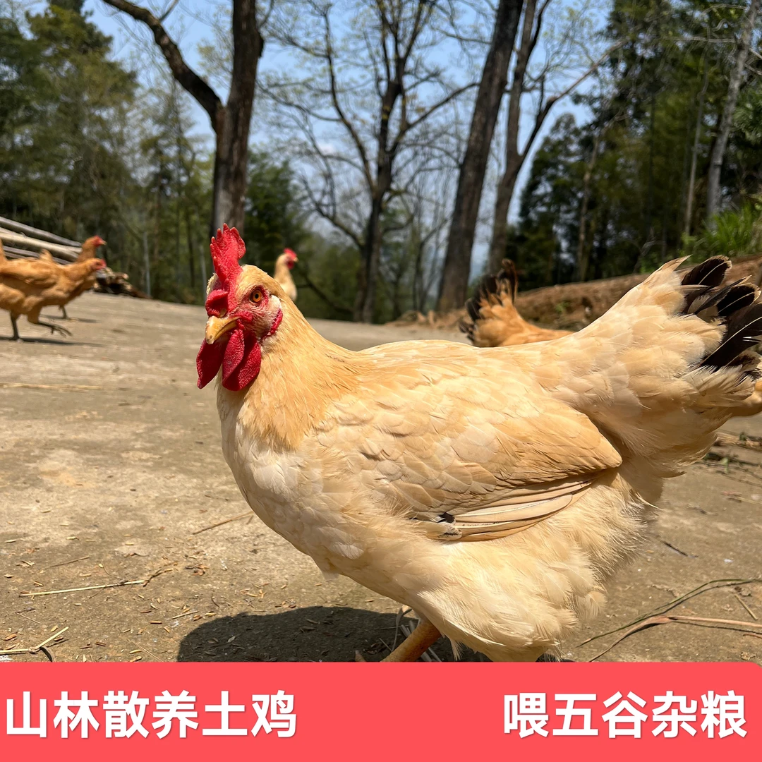 山林散养土鸡 养1年 喂五谷杂粮 现杀现发 【顺丰包邮】