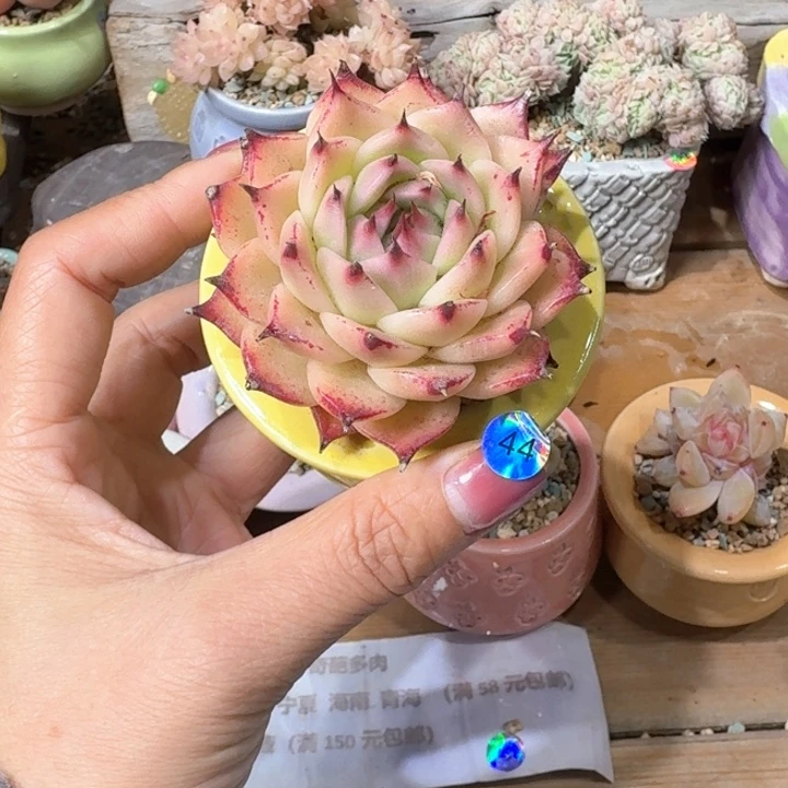 44 多肉含盆土 30元包邮 ➗偏远地区