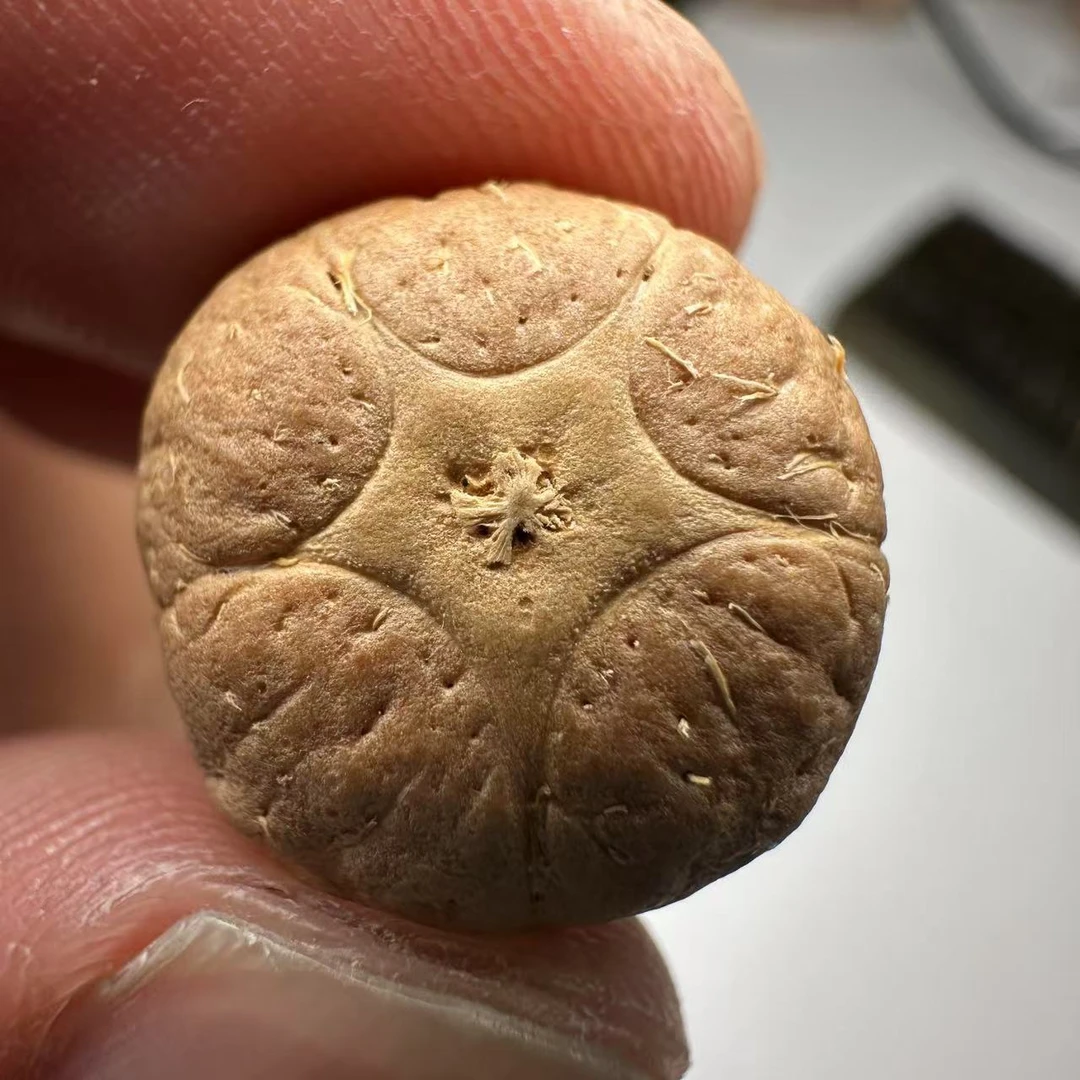 尼泊尔五星菩提，尺寸17，sss系列，货号134
