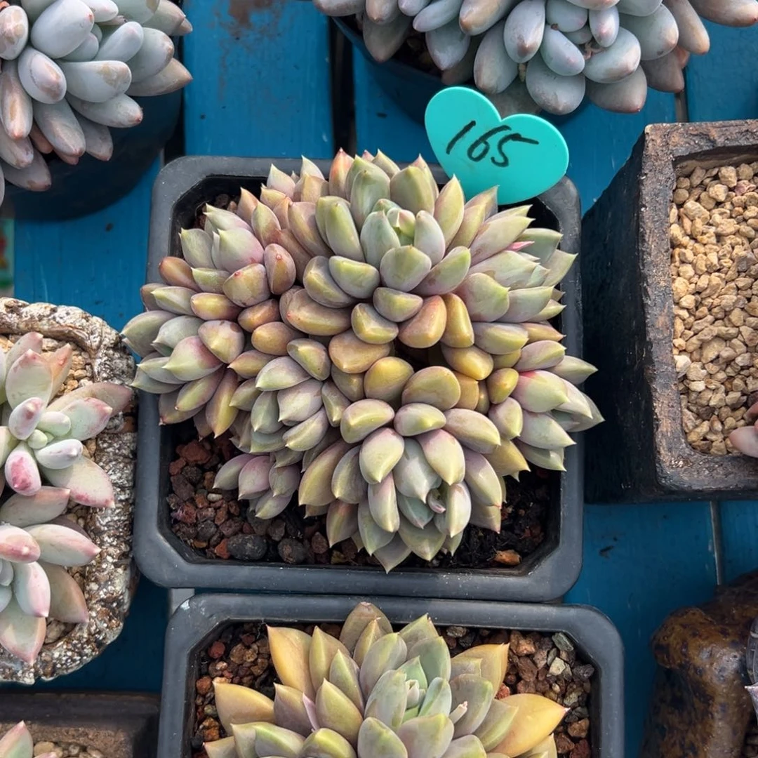 灼***梁多肉植物一物一拍