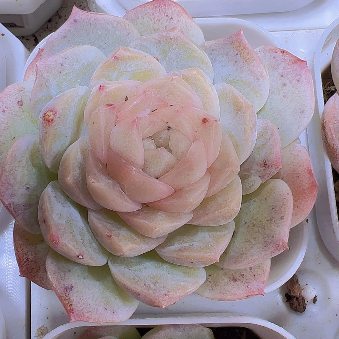 冰心泡影19包邮多肉