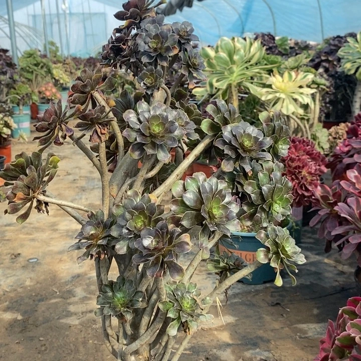 灰法多肉植物113。