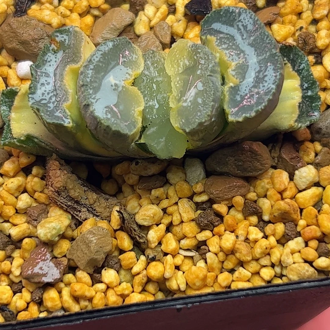 糊斑大绳五公分十二卷多肉