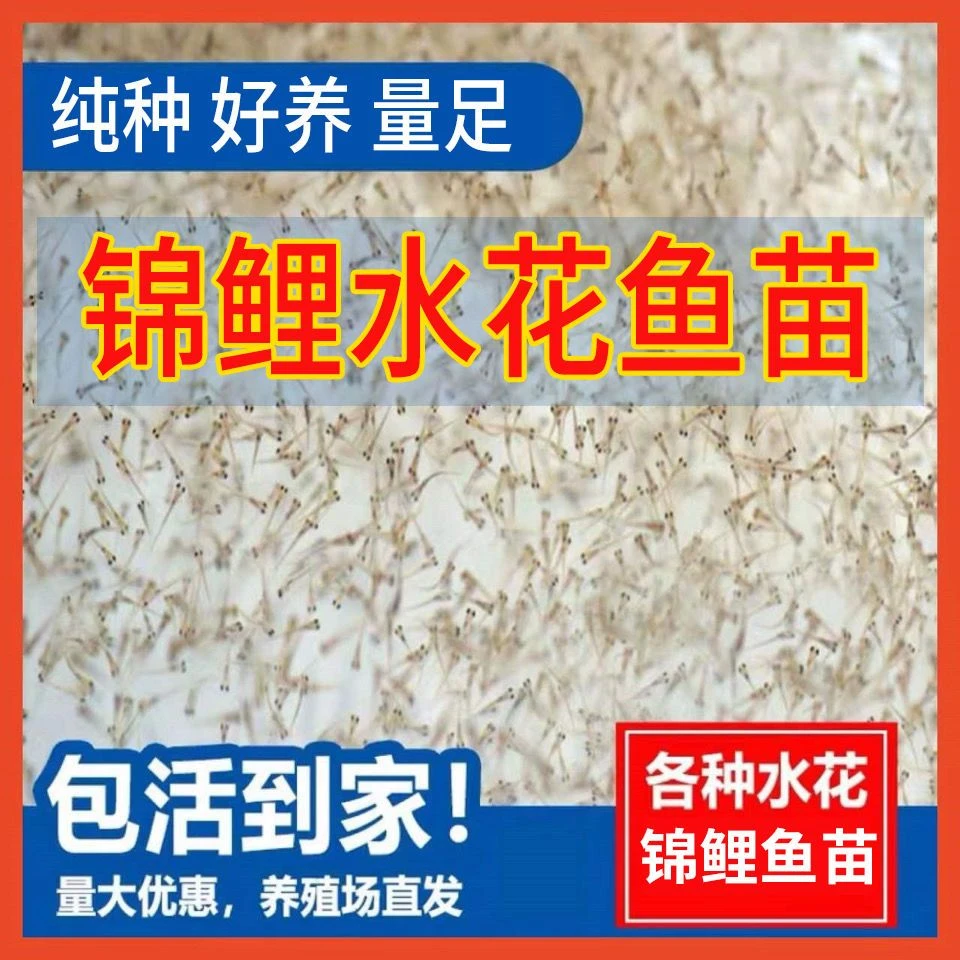 锦鲤水花小鱼苗纯种日本红白三色丹顶鱼苗观赏鱼锦鲤苗大正昭和