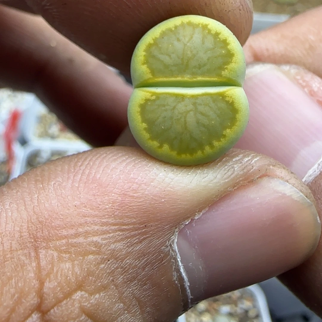 124 生石花大棚直播
